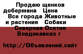 Продаю щенков добермана › Цена ­ 45 000 - Все города Животные и растения » Собаки   . Северная Осетия,Владикавказ г.